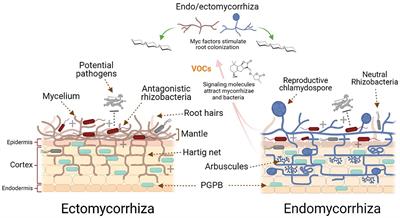 Mycorrhizal-Bacterial Amelioration of Plant Abiotic and Biotic Stress